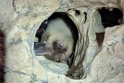 <i>Plecotus</i>