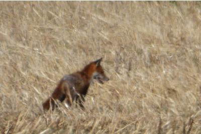 Renard roux