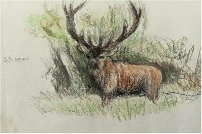 Cerf élaphe