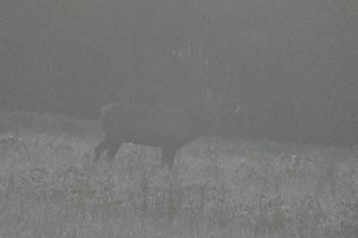 Cerf élaphe