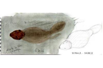 Castor d'Eurasie