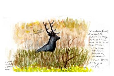 Cerf élaphe