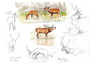 Cerf élaphe