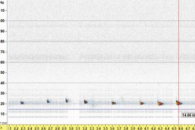Noctule commune
