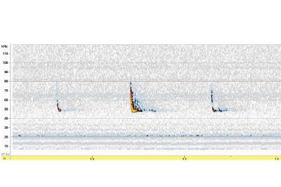 Pipistrelle commune