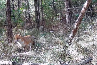 Renard roux