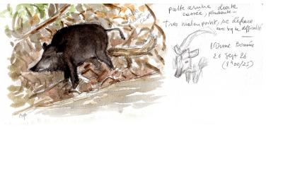 Sanglier