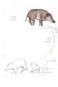 Sanglier