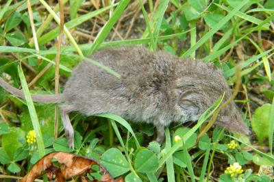 <i>Crocidura</i>