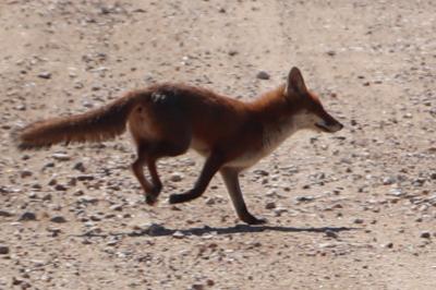 Renard roux