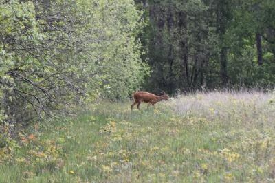 Cervus elaphus