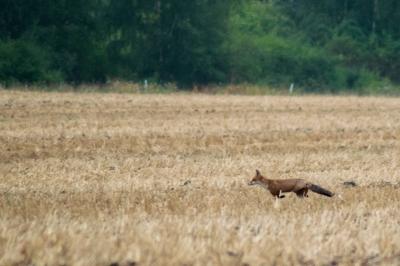 Renard roux