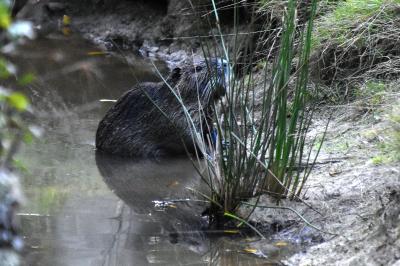 Myocastor coypus