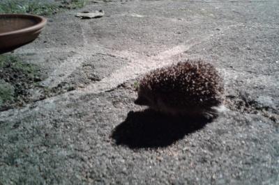 Erinaceus europaeus