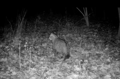 Chat forestier