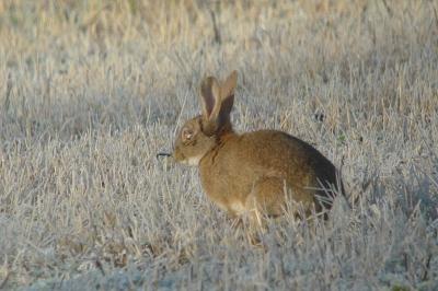 Lapin de garenne