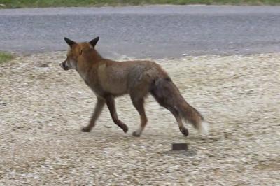 Renard roux