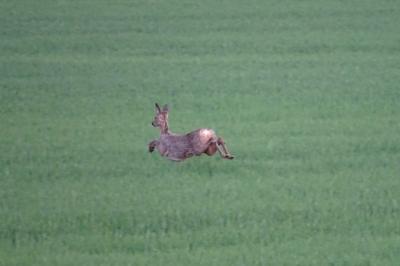 Capreolus capreolus