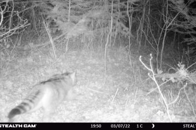 Chat forestier