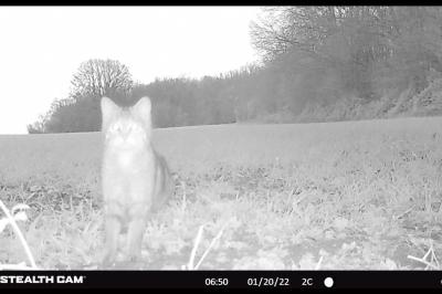 Chat forestier