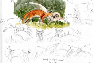 Renard roux