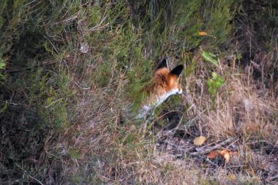 Renard roux