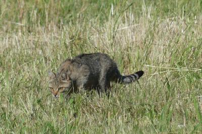 Chat forestier