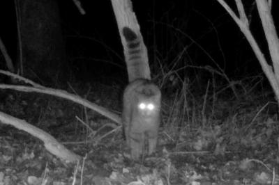 Chat forestier