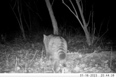 Chat forestier