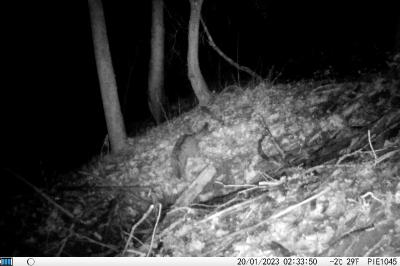 Chat forestier