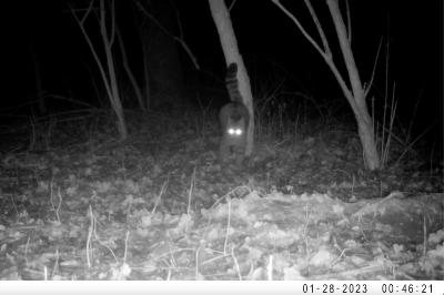 Chat forestier