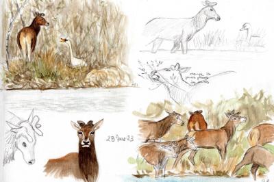 Cerf élaphe
