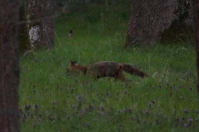 Renard roux