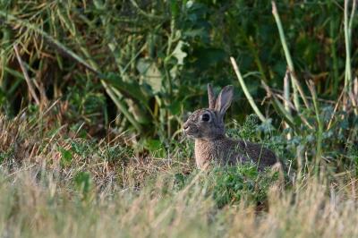 Leporidae