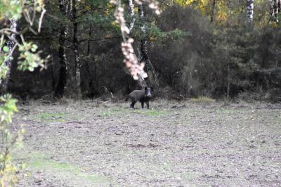 Sus scrofa