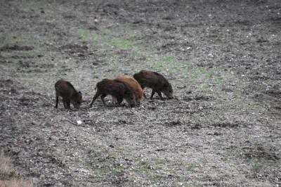 Sanglier