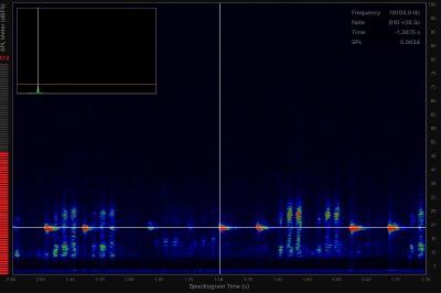 Noctule commune