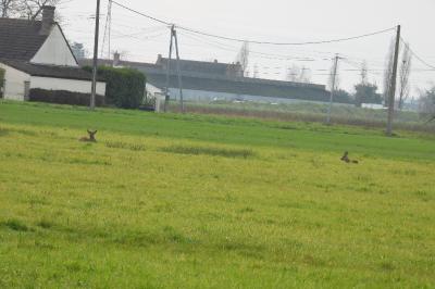 Chevreuil européen