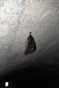 <i>Myotis</i>