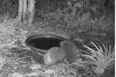 Hérisson d'Europe