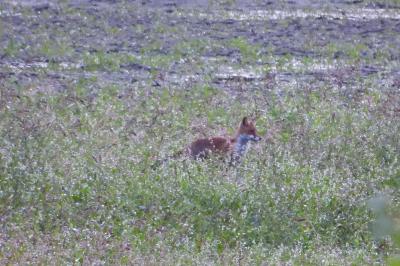 Renard roux