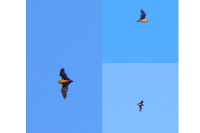Noctule commune