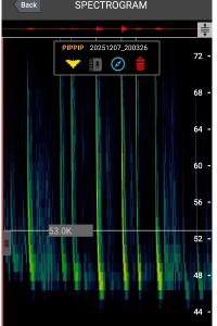 Pipistrelle commune