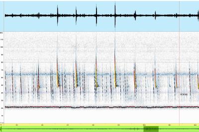 Pipistrelle commune