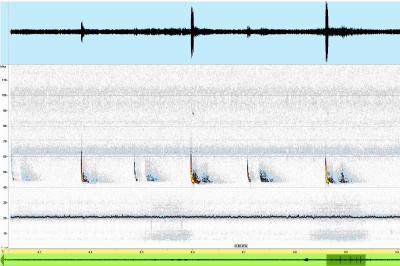 Pipistrelle commune