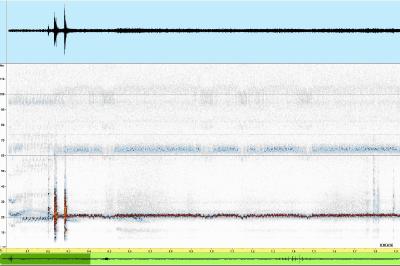 Pipistrelle de Kuhl