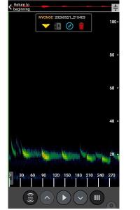 Noctule commune