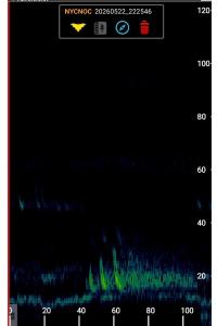 Noctule commune