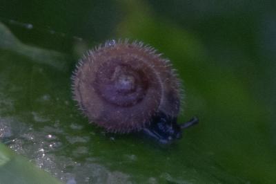 <i>Helicodonta obvoluta</i>