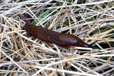 <i>Arion ater rufus</i>